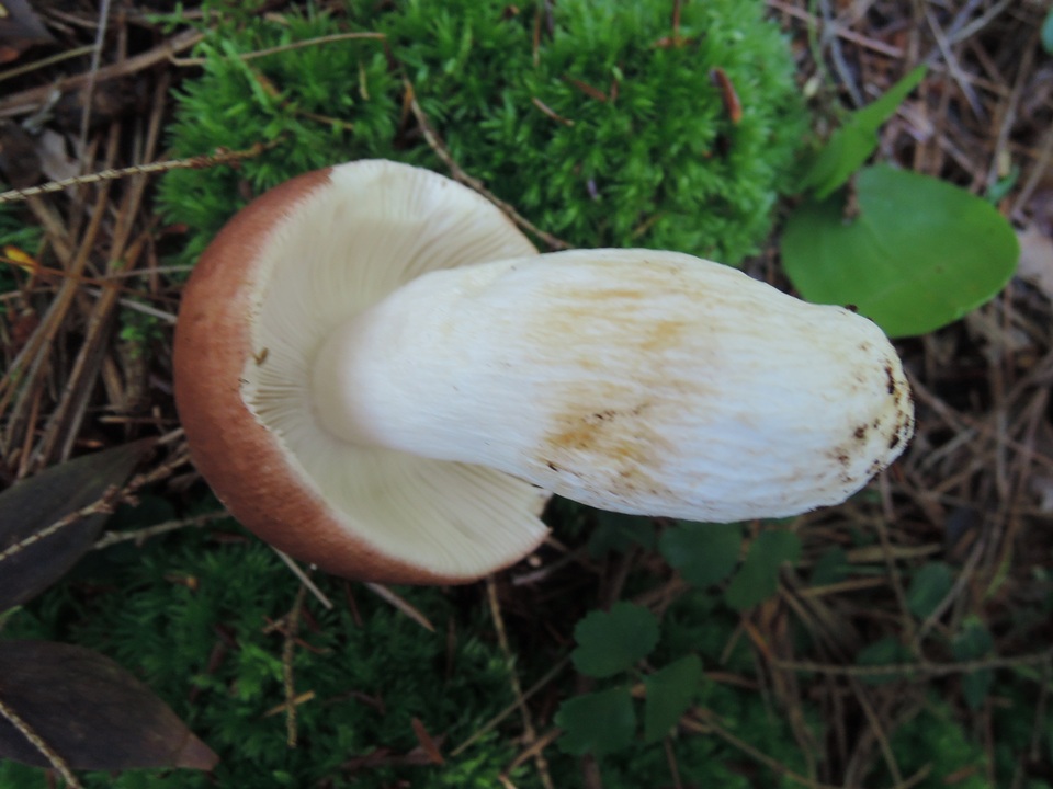 Russula cuprea image