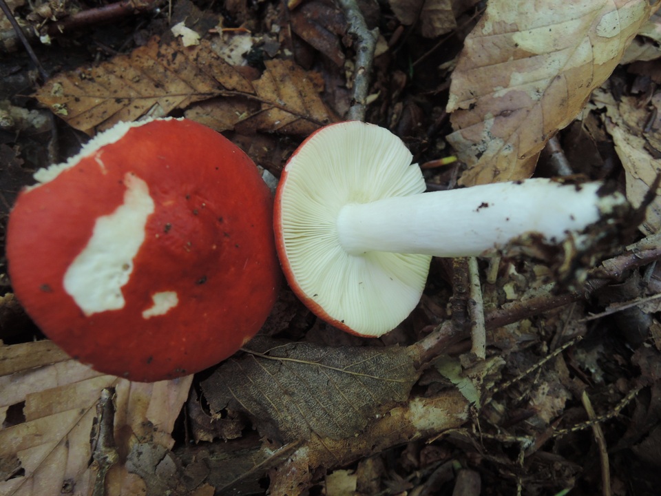 Russula praeumbonata image