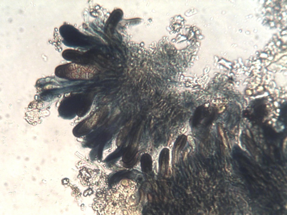 Caloplaca lactea image