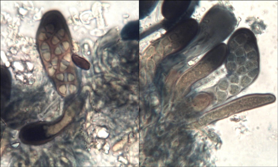 Caloplaca lactea image