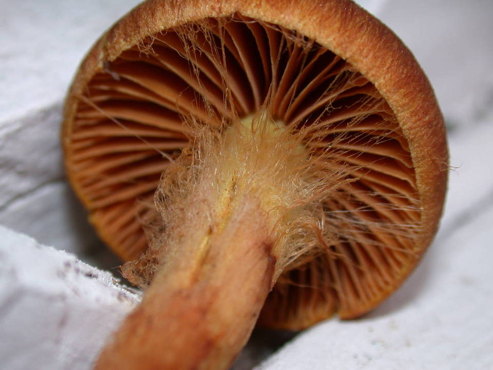 Dermocybe zakii image