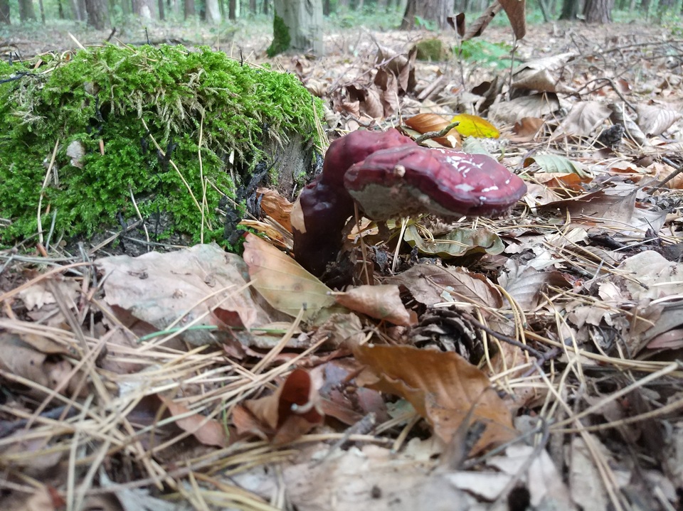 Ganoderma carnosum image