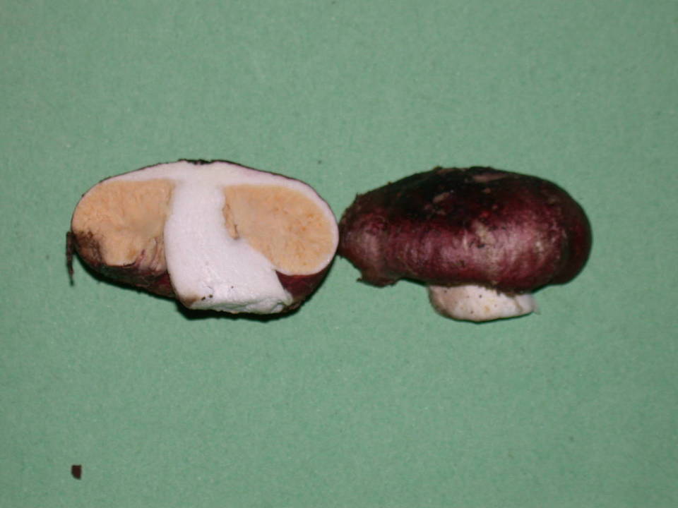 Macowanites nauseosus image
