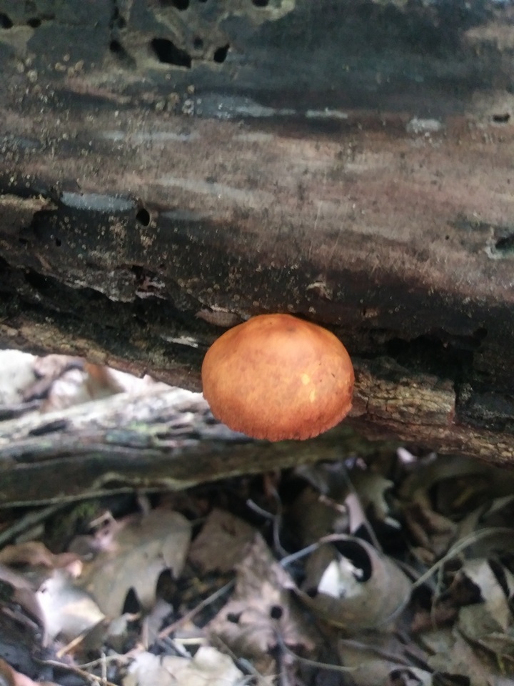 Pholiota multifolia image