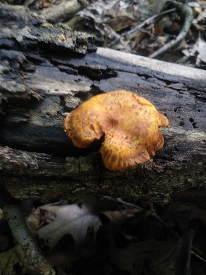 Pholiota multifolia image