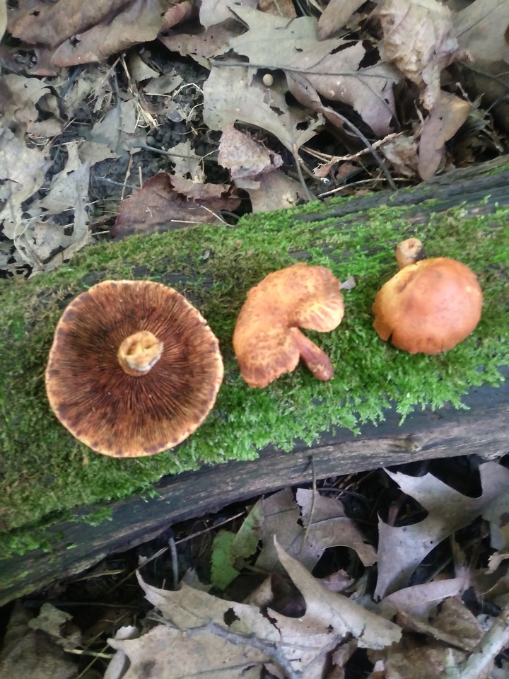 Pholiota multifolia image