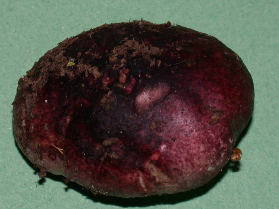 Macowanites nauseosus image