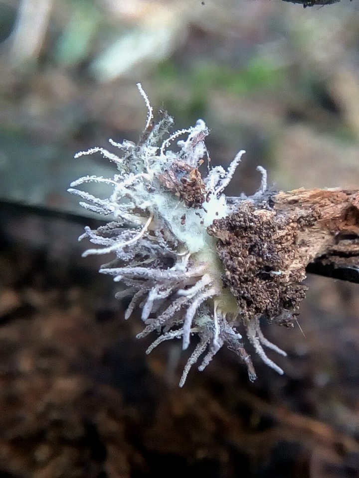 Gibellula pulchra image