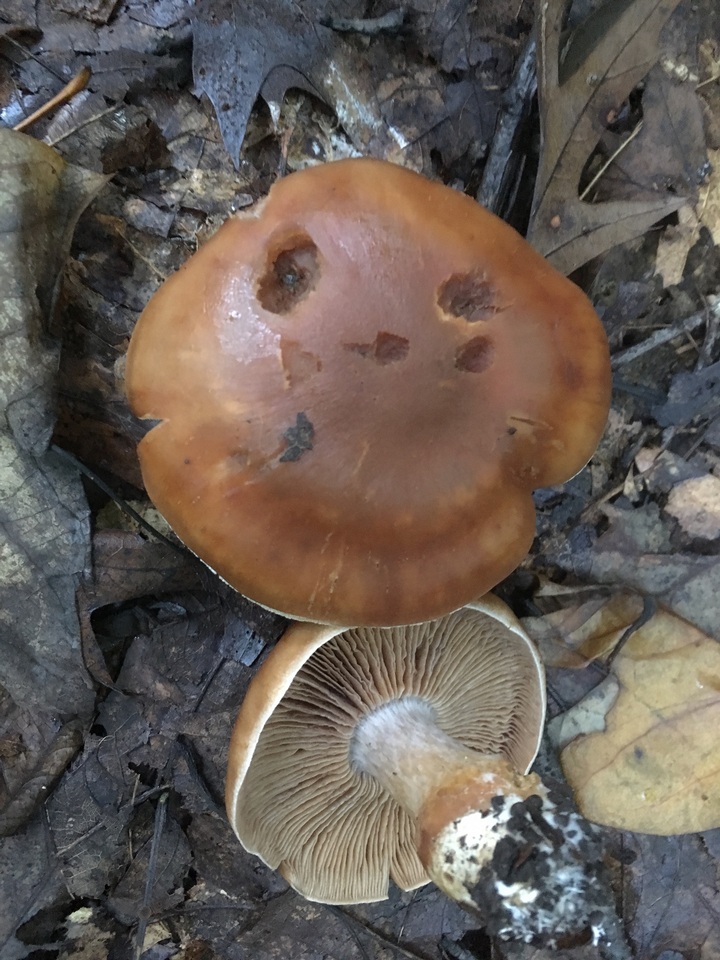 Cortinarius privignoides image