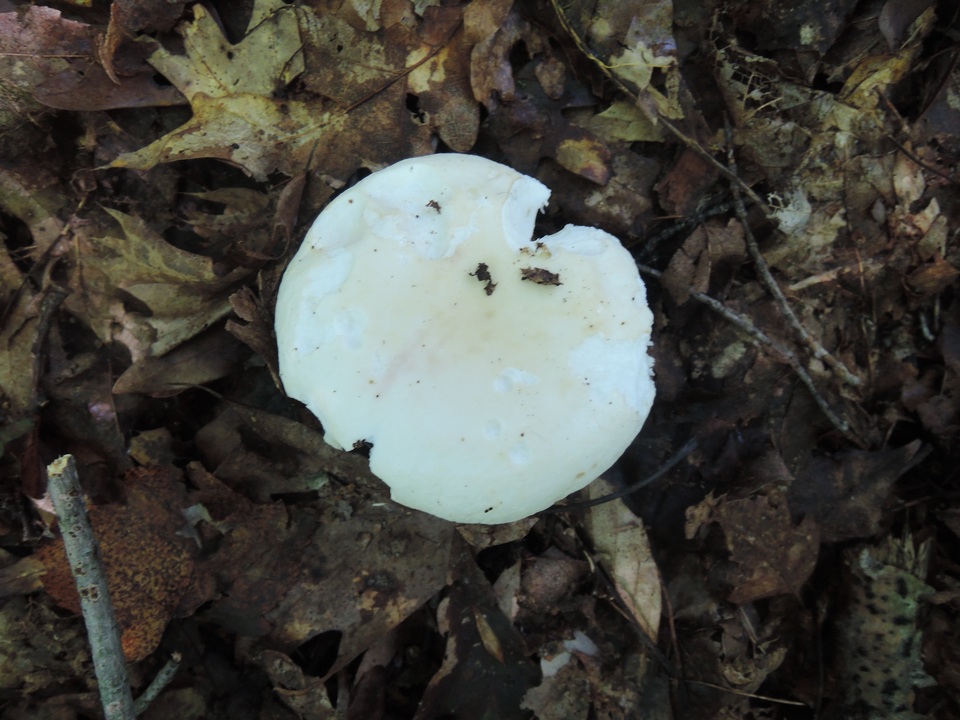 Russula subterfurcata image