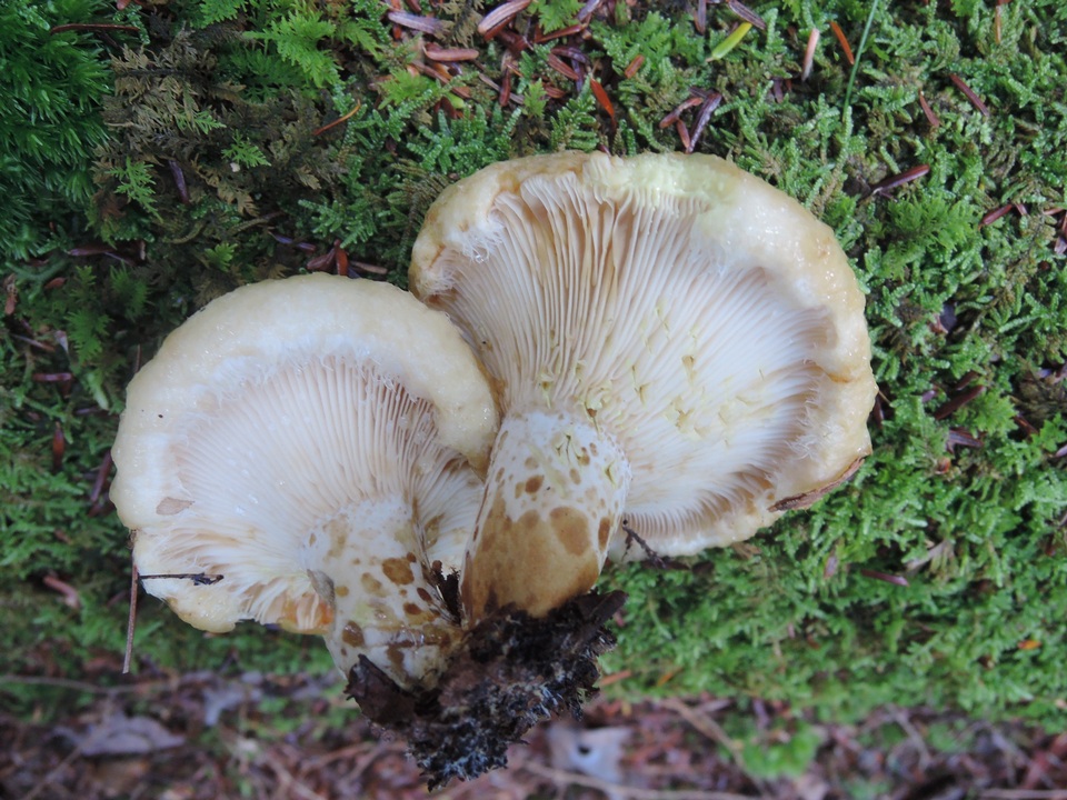 Lactarius scrobiculatus var. canadensis image