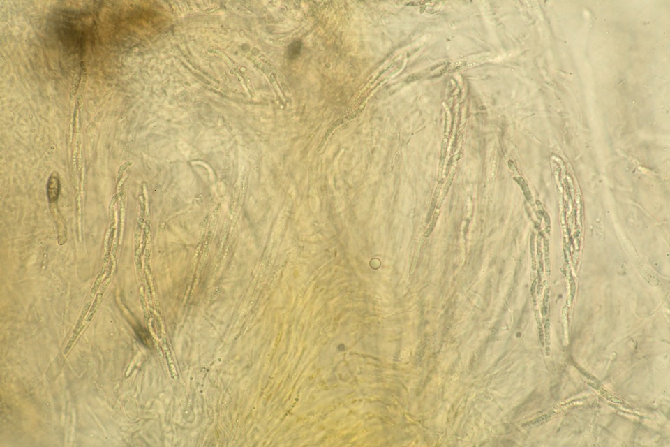Lasiosphaeria lanuginosa image