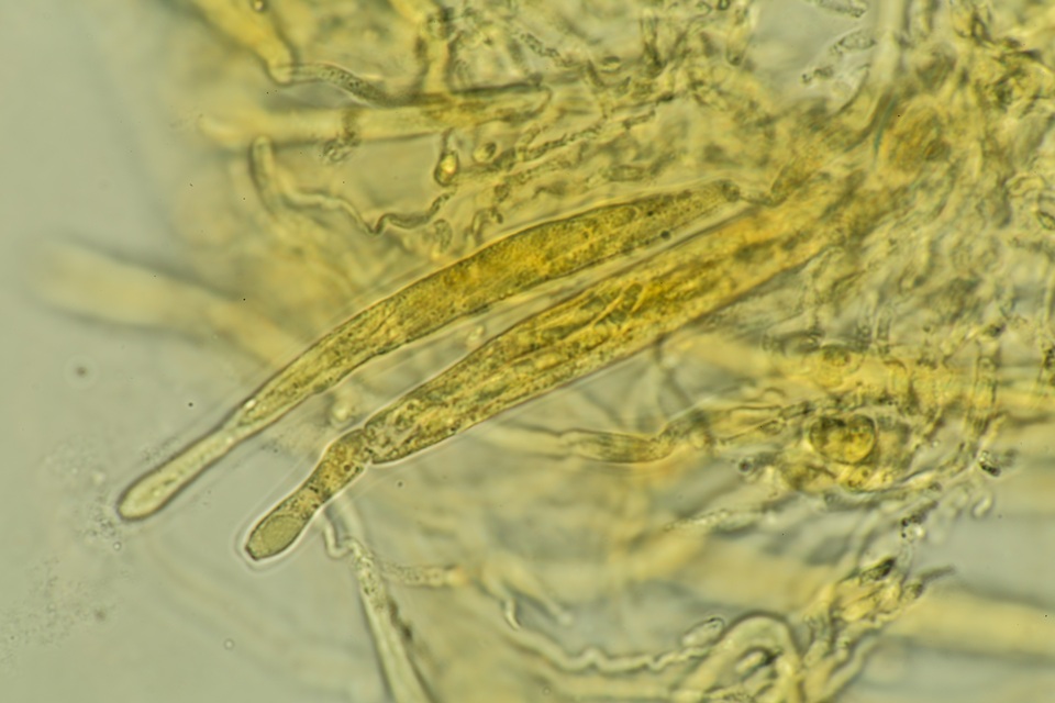 Lasiosphaeria lanuginosa image