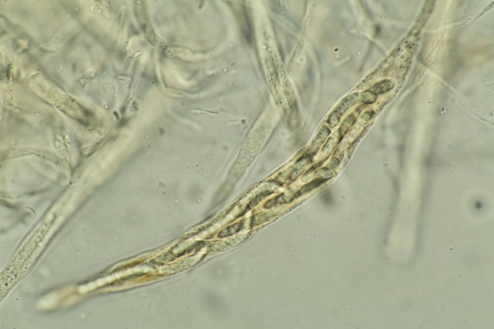 Lasiosphaeria lanuginosa image