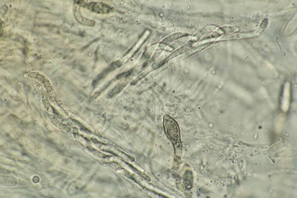 Lasiosphaeria lanuginosa image