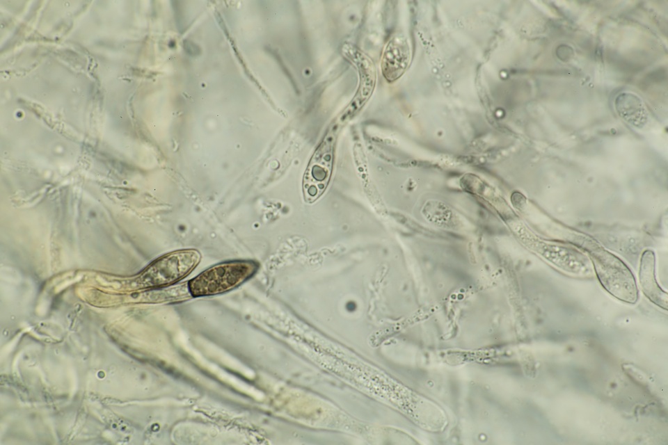 Lasiosphaeria lanuginosa image