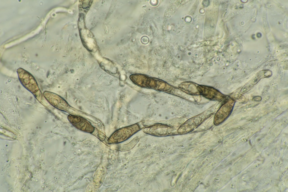 Lasiosphaeria lanuginosa image
