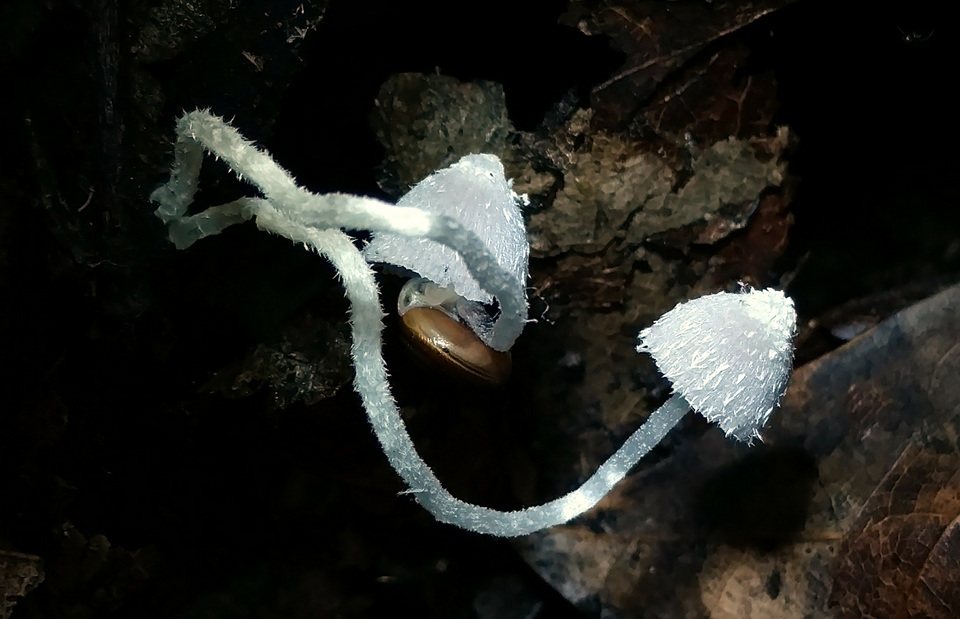 Coprinopsis lotinae image