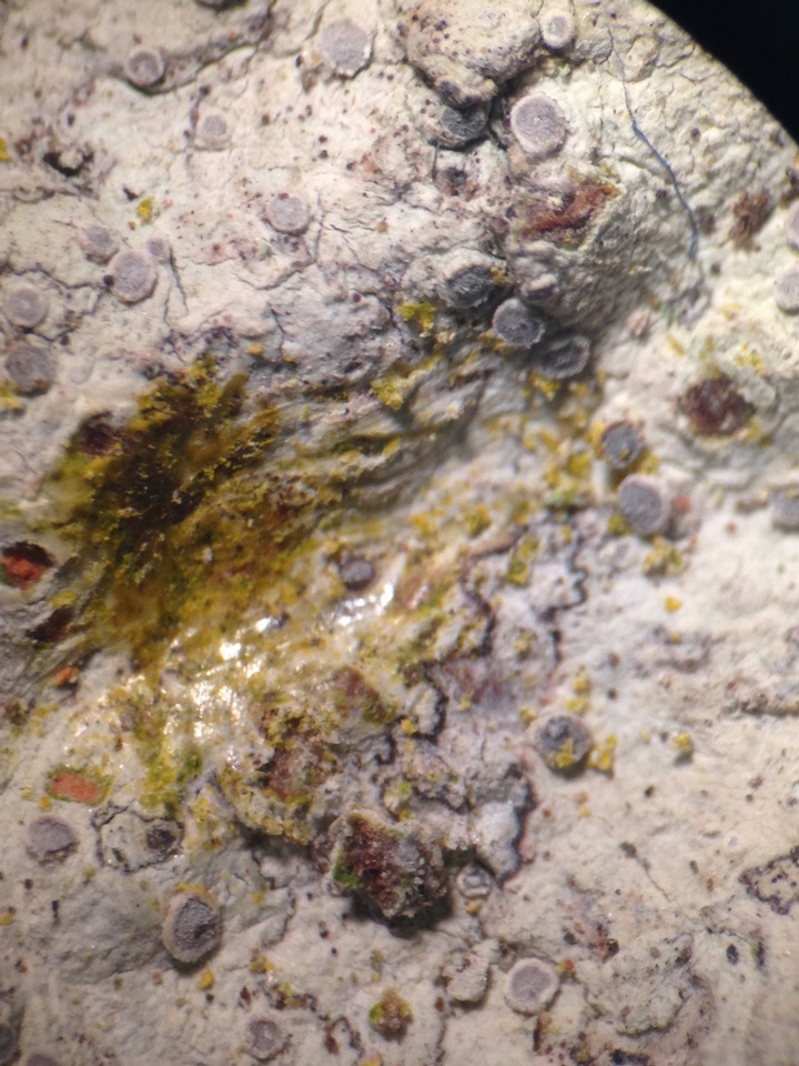 Sigridea californica image