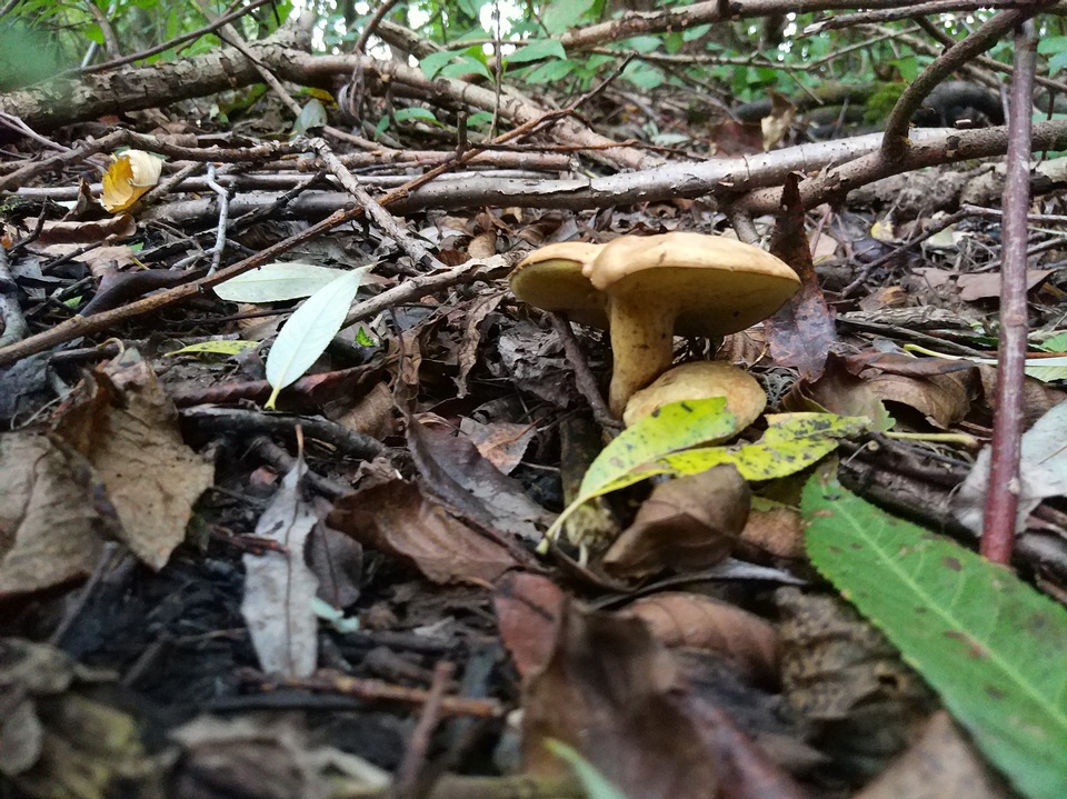 Gyrodon lividus image