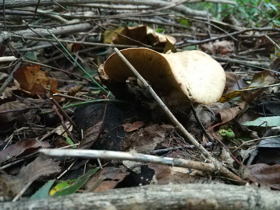Gyrodon lividus image