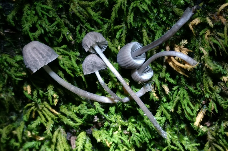 Mycena pseudocorticola image