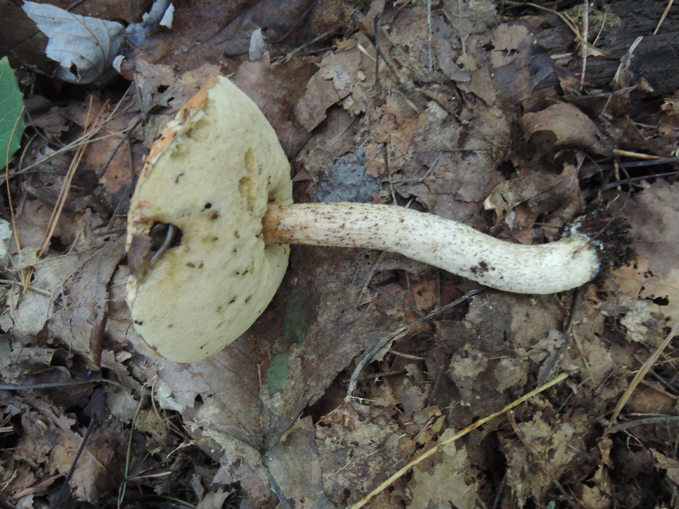 Leccinum pseudoinsigne image