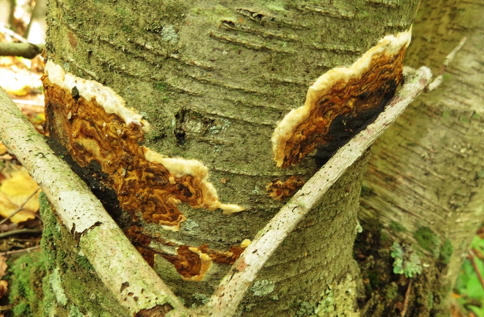 Hydnoporia corrugata image