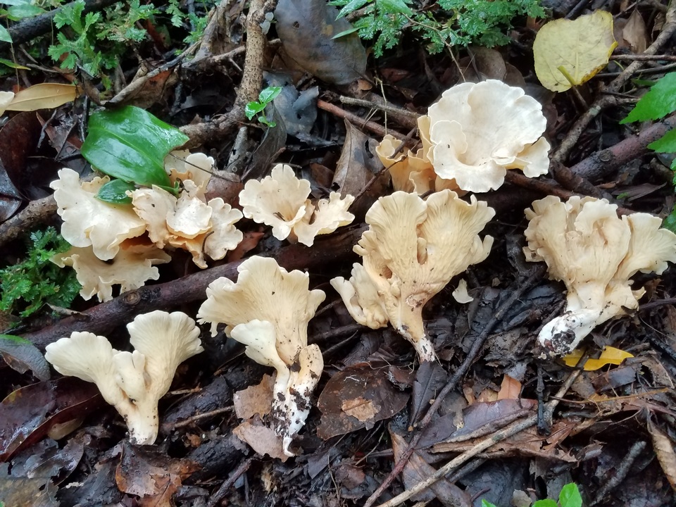 Gloeocantharellus pallidus image