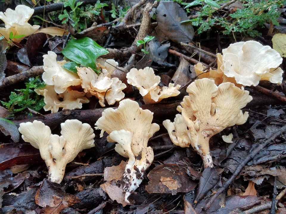 Gloeocantharellus pallidus image