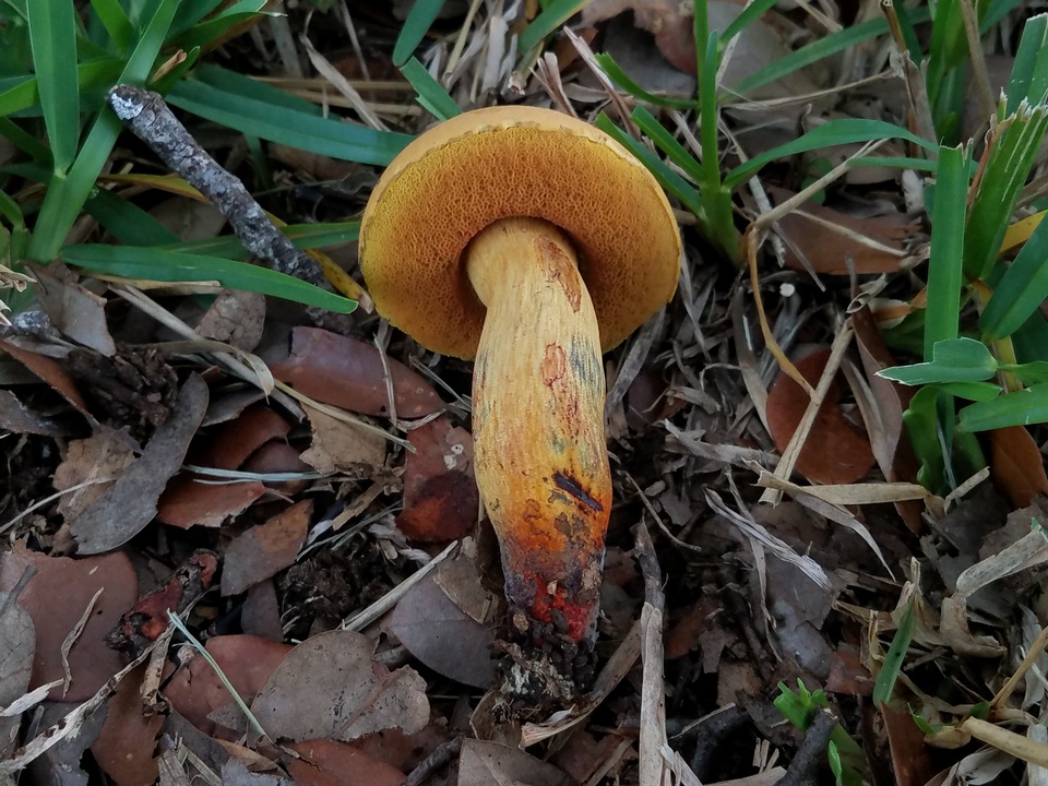 Boletus fairchildianus image
