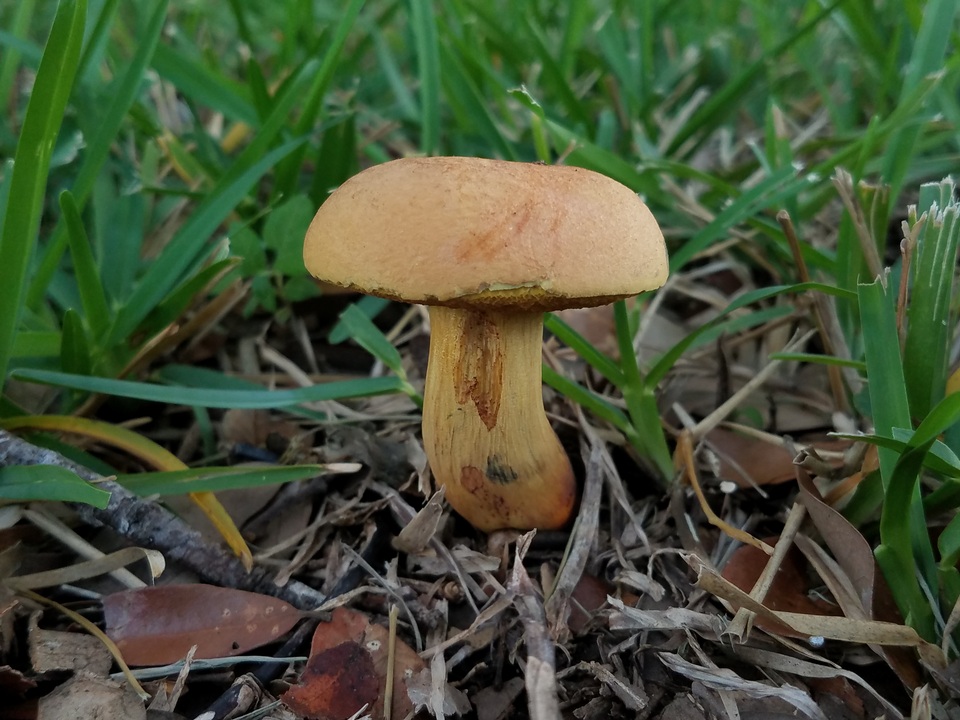 Boletus fairchildianus image