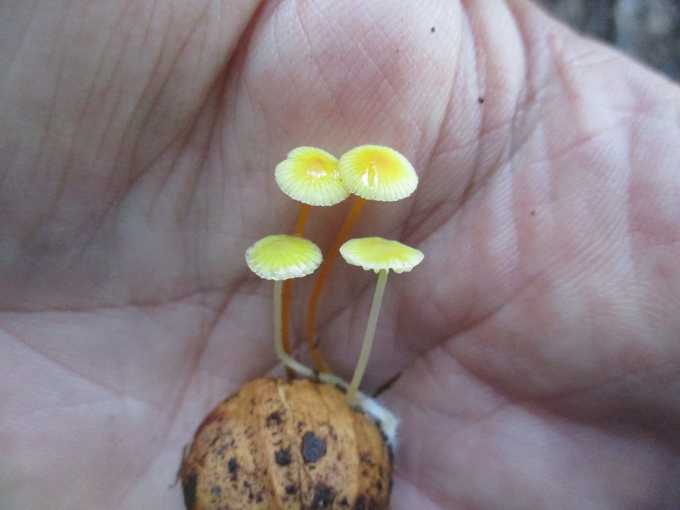 Mycena crocea image