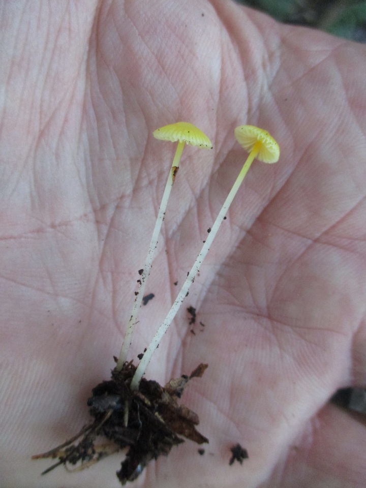 Mycena crocea image