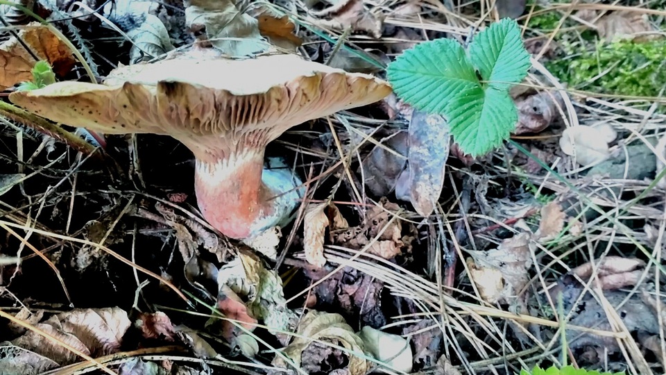 Lactarius horakii image