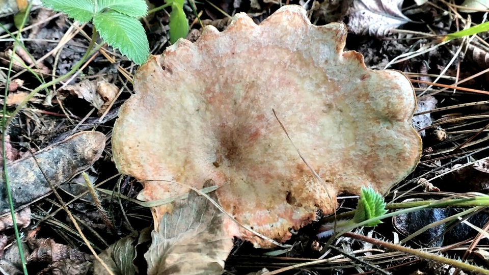 Lactarius horakii image
