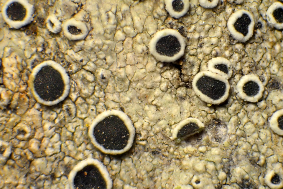 Lecanora meridionalis image