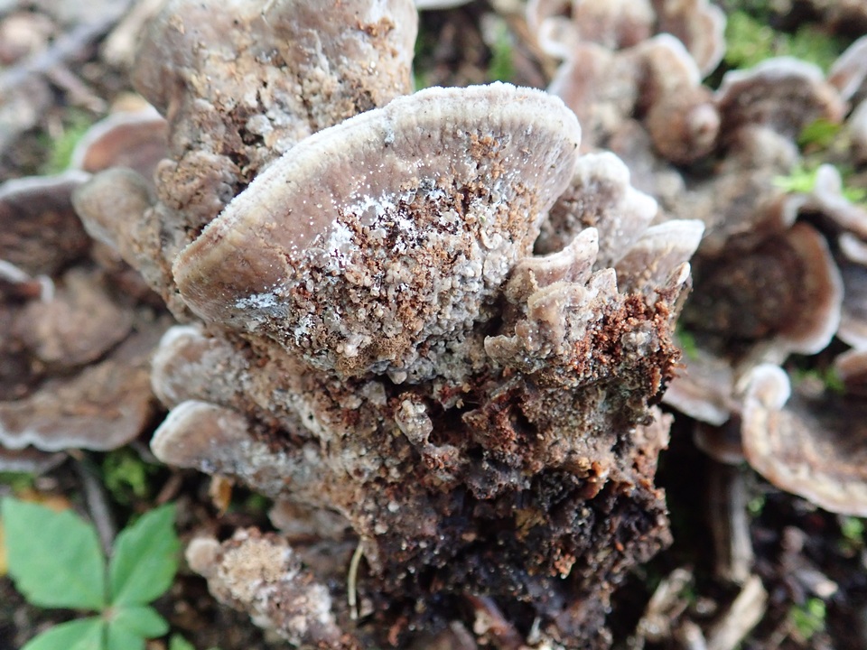 Thelephora americana image
