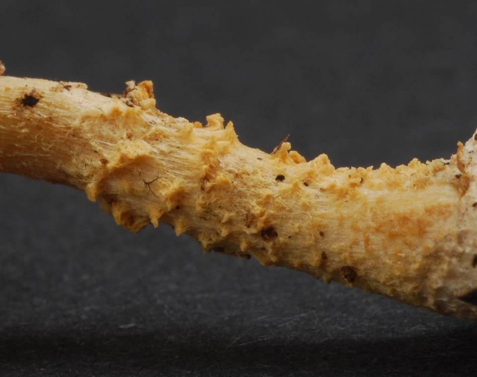 Cystoderma simulatum image