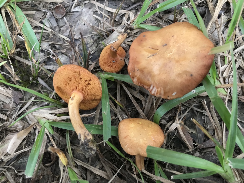 Chalciporus rubritubifer image