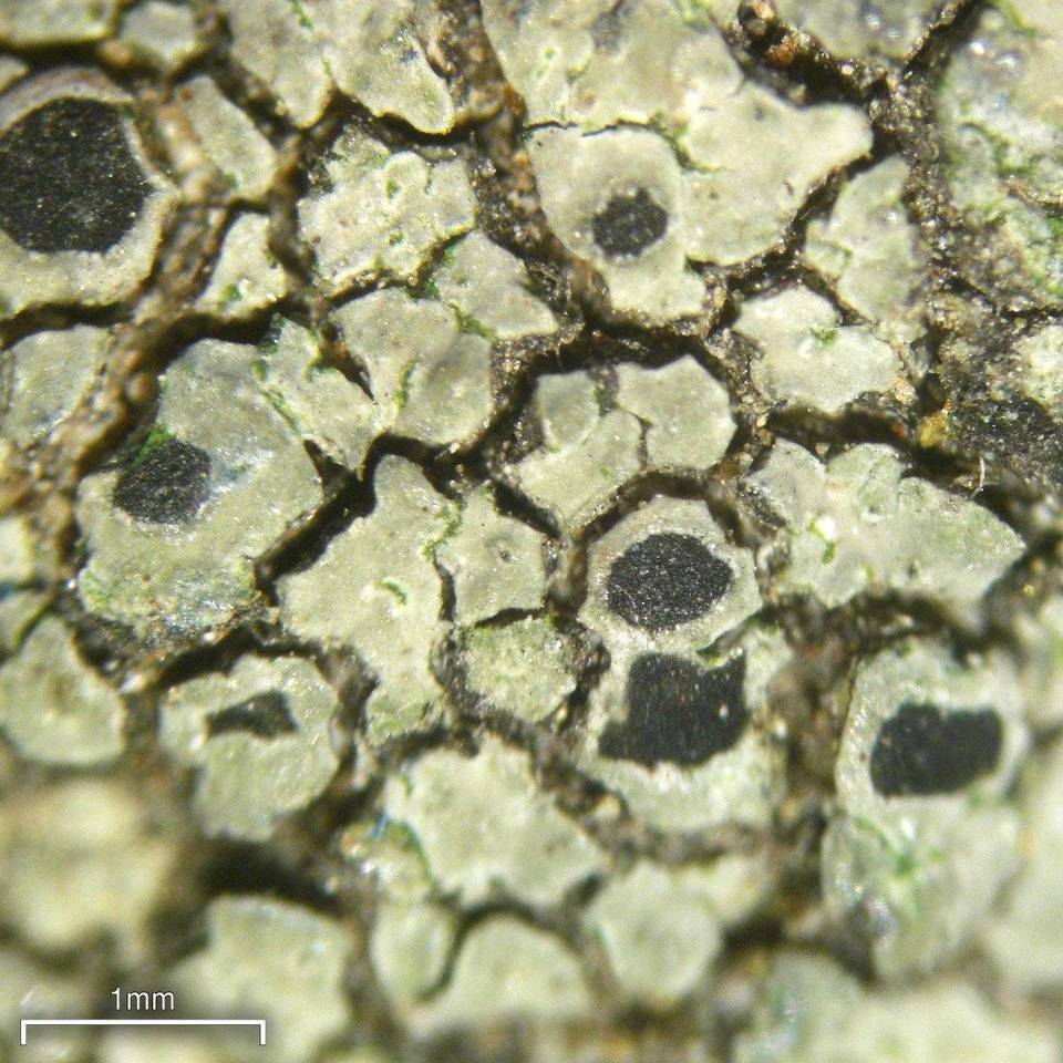 Aspicilia cyanescens image