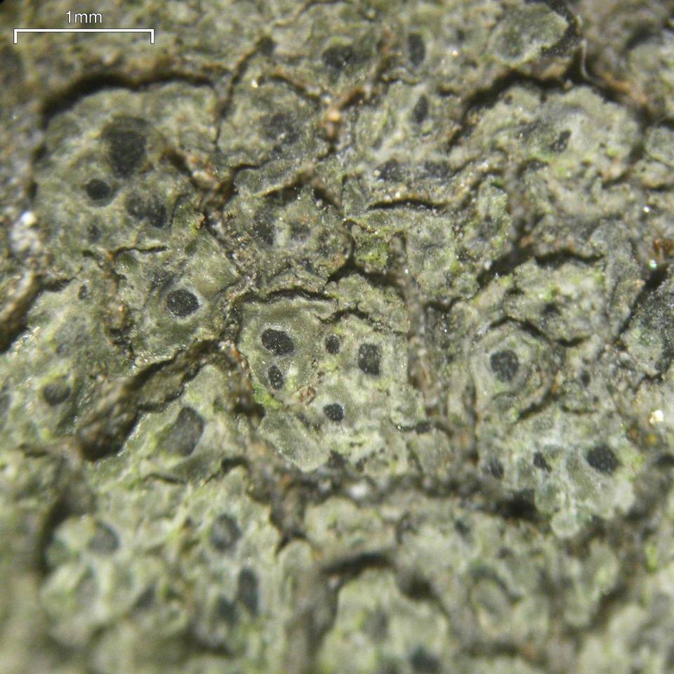 Aspicilia cyanescens image