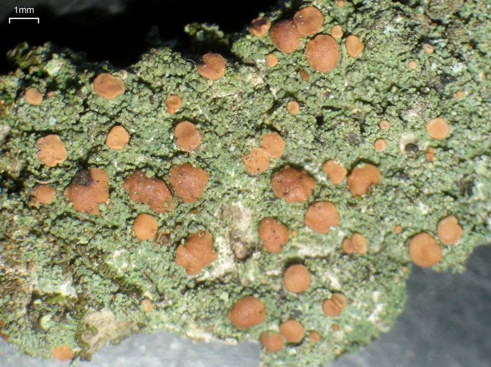Bacidina californica image