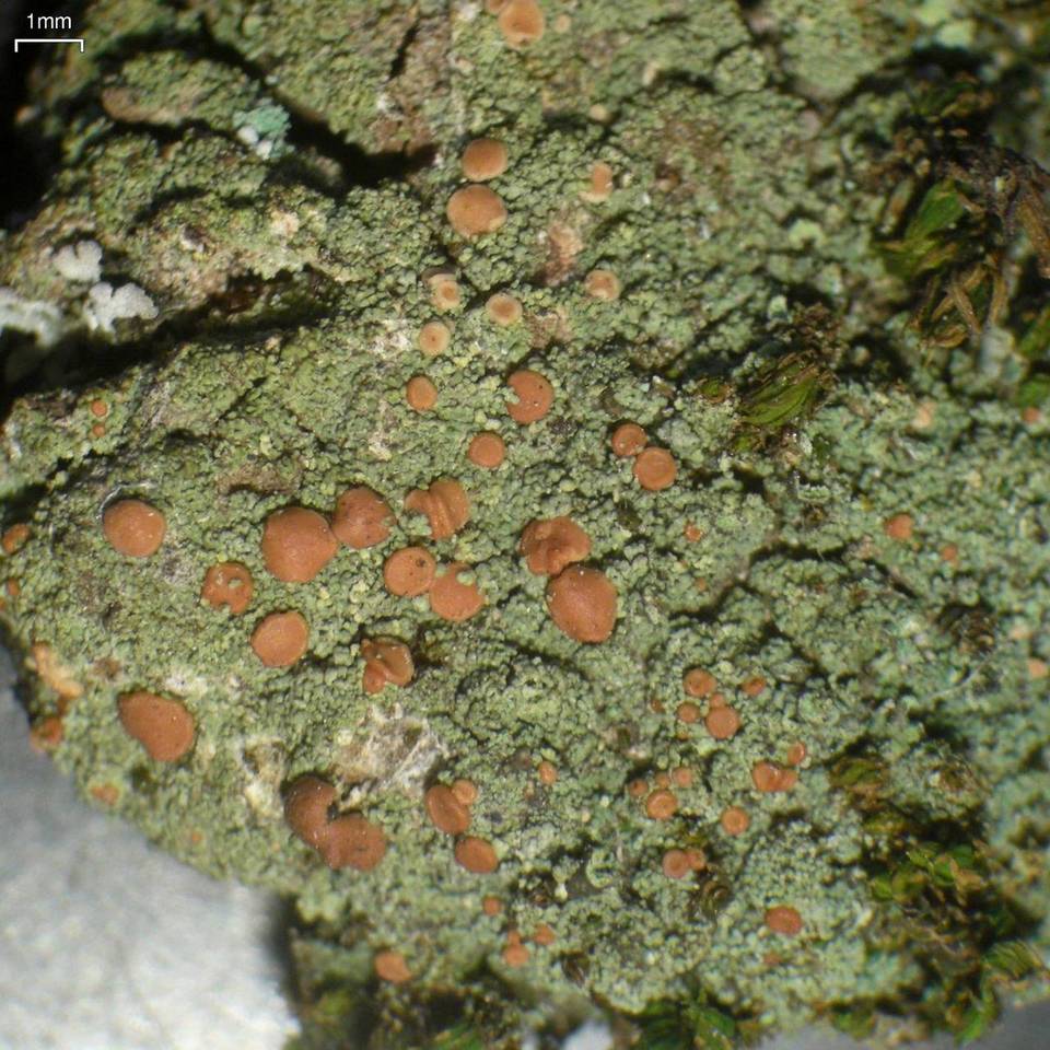 Bacidina californica image
