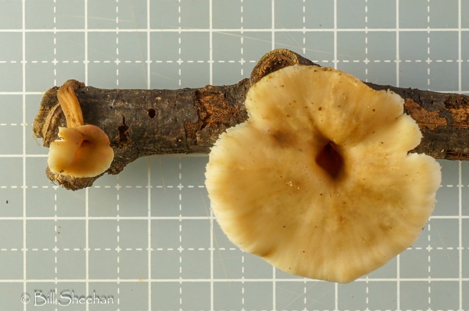 Lentinellus subaustralis image