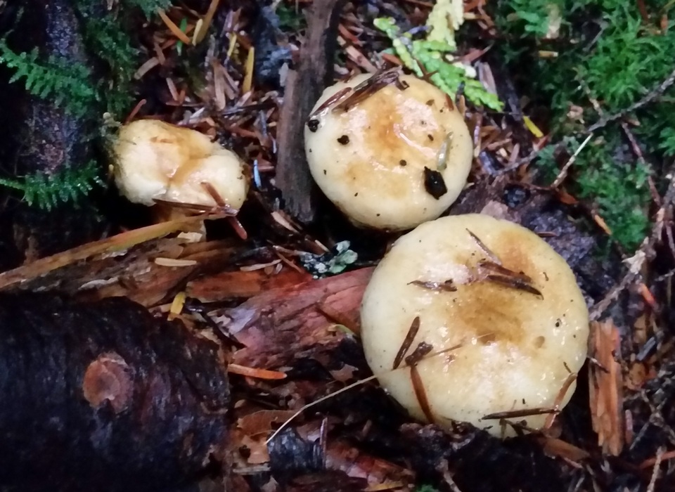 Lactarius scrobiculatus var. canadensis image