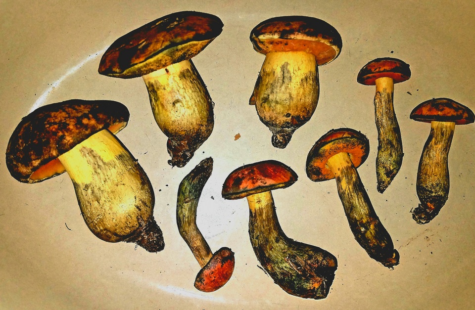 Boletus fairchildianus image