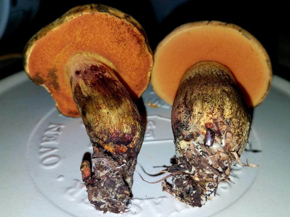 Boletus fairchildianus image