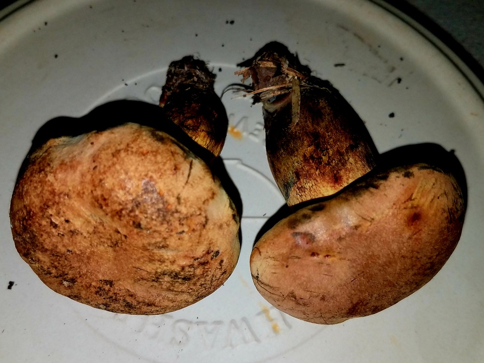 Boletus fairchildianus image