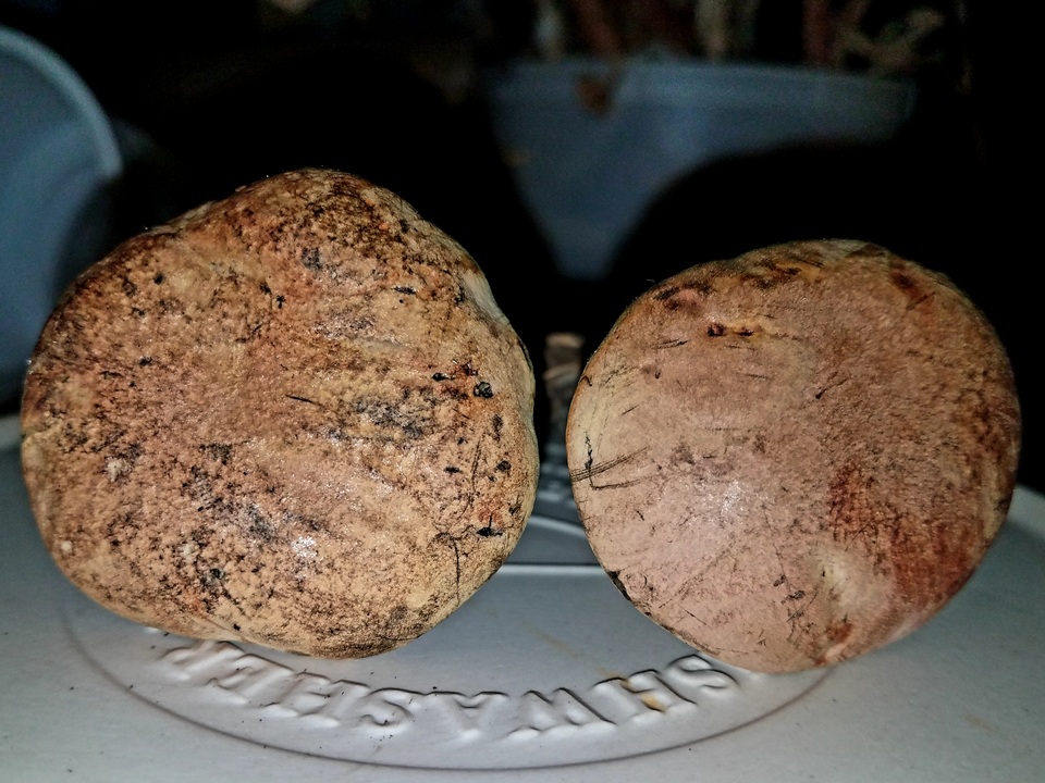 Boletus fairchildianus image